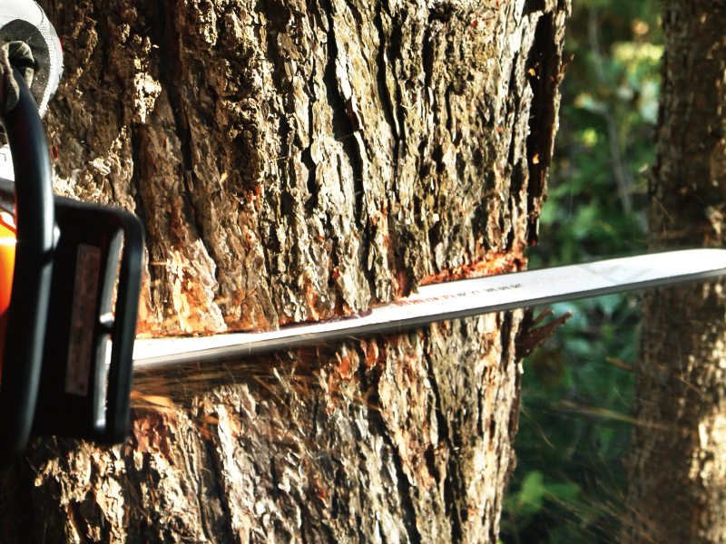 Professional logging